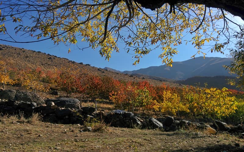 دشت هویج - روستای افجه | کوه مان